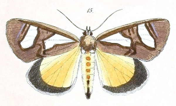 /filer/webapps/moths/media/images/T/trimenii_Agoma_Felder_107_15.jpg