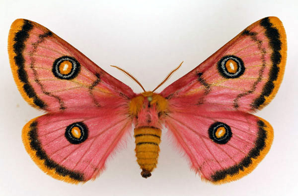 /filer/webapps/moths/media/images/T/trimenii_Eochroa_AF_Legrain.jpg
