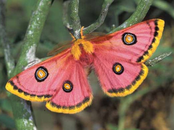 /filer/webapps/moths/media/images/T/trimenii_Eochroa_A_Wolfe_01.jpg