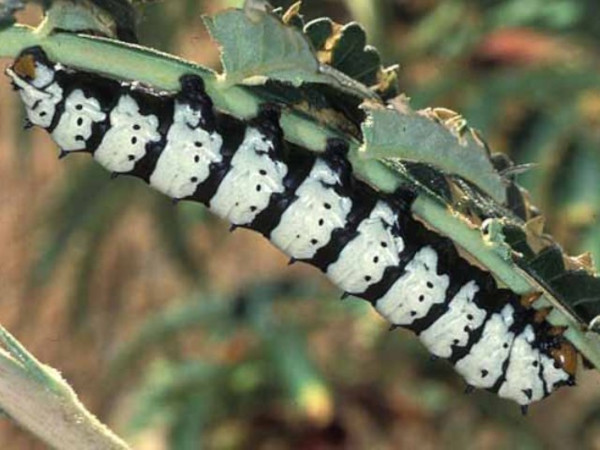 /filer/webapps/moths/media/images/T/trimenii_Eochroa_C_Wolfe_02.jpg
