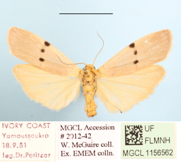 /filer/webapps/moths/media/images/T/trinitas_Zobida_A_MGCLa_01.JPG