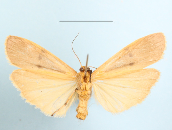 /filer/webapps/moths/media/images/T/trinitas_Zobida_A_MGCLb_01.JPG