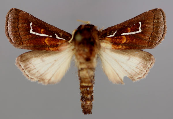 /filer/webapps/moths/media/images/T/trinota_Afrogortyna_A_RMCA_01.jpg