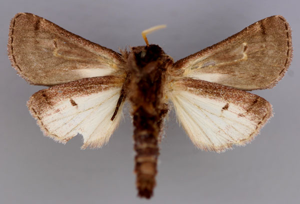 /filer/webapps/moths/media/images/T/trinota_Afrogortyna_A_RMCA_02.jpg