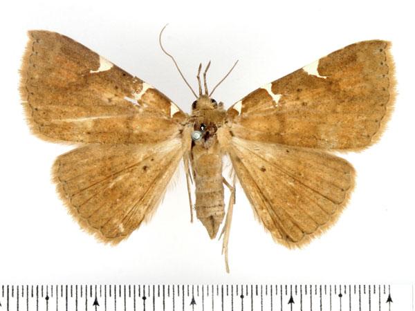 /filer/webapps/moths/media/images/T/trinotata_Capnodes_AF_BMNH.jpg