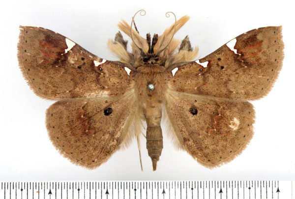 /filer/webapps/moths/media/images/T/trinotata_Capnodes_AM_BMNH.jpg