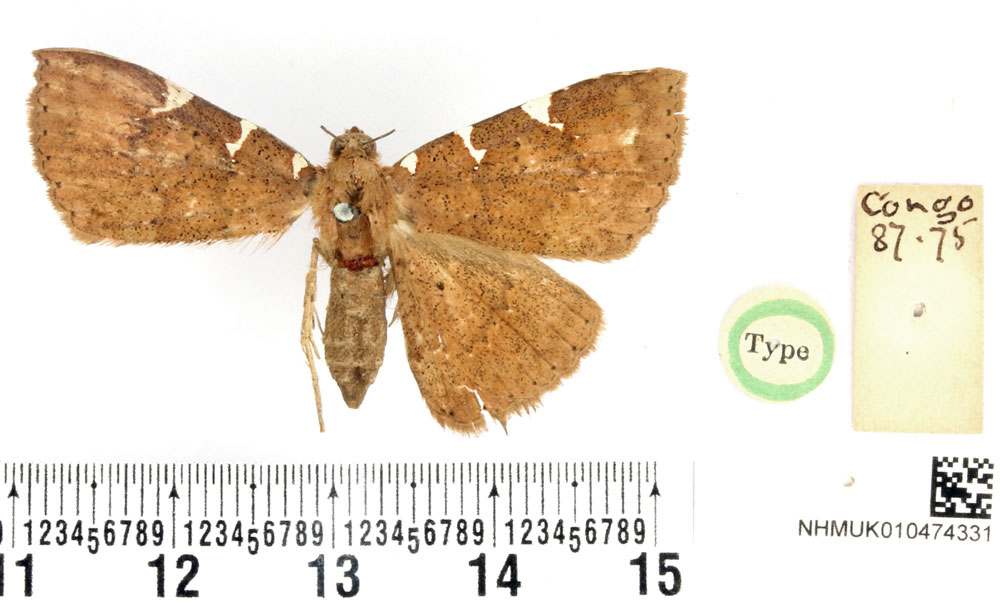 /filer/webapps/moths/media/images/T/trinotata_Capnodes_HT_BMNH.jpg