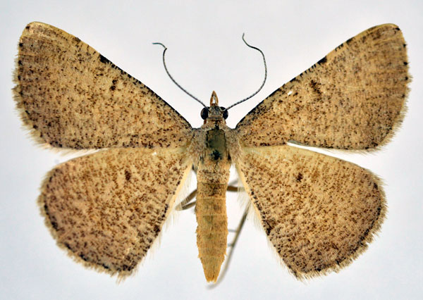 /filer/webapps/moths/media/images/T/trinotata_Chiasmia_AF_NHMO.jpg