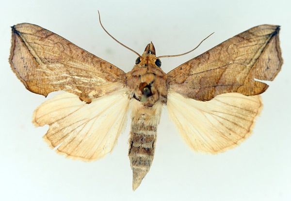 /filer/webapps/moths/media/images/T/triobliqua_Oraesia_AF_TMSA_01.jpg