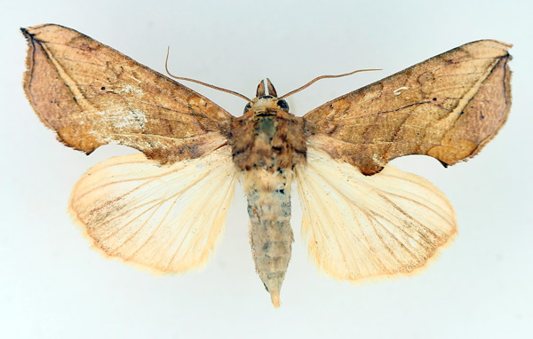 /filer/webapps/moths/media/images/T/triobliqua_Oraesia_AF_TMSA_02.jpg