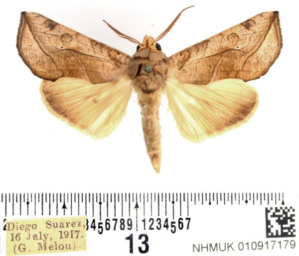 /filer/webapps/moths/media/images/T/triobliqua_Oraesia_AM_BMNH.jpg