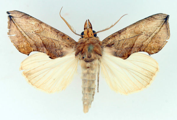 /filer/webapps/moths/media/images/T/triobliqua_Oraesia_AM_TMSA_01.jpg