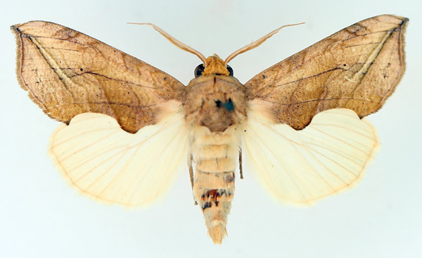 /filer/webapps/moths/media/images/T/triobliqua_Oraesia_AM_TMSA_02.jpg