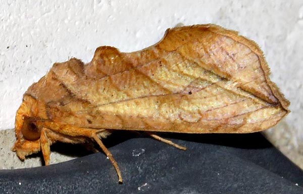/filer/webapps/moths/media/images/T/triobliqua_Oraesia_A_Braun_11.jpg