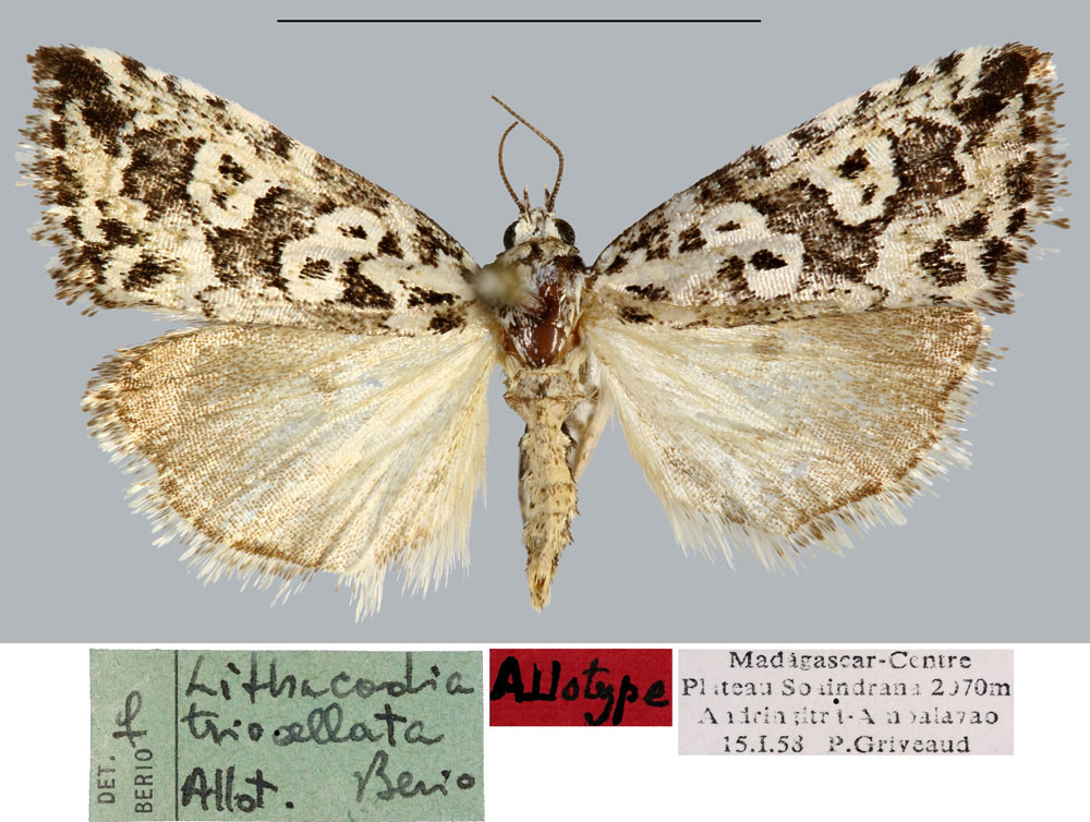 /filer/webapps/moths/media/images/T/triocellata_Lithacodia_AT_MNHN.jpg