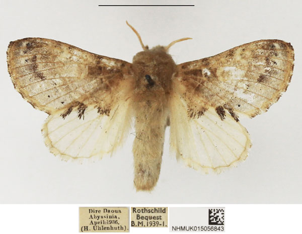 /filer/webapps/moths/media/images/T/triodonta_Odontocheilopteryx_AF_NHMUK.jpg