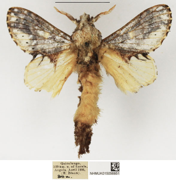 /filer/webapps/moths/media/images/T/triodonta_Odontocheilopteryx_AM_NHMUK.jpg