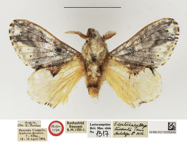 /filer/webapps/moths/media/images/T/triodonta_Odontocheilopteryx_HT_NHMUK.jpg