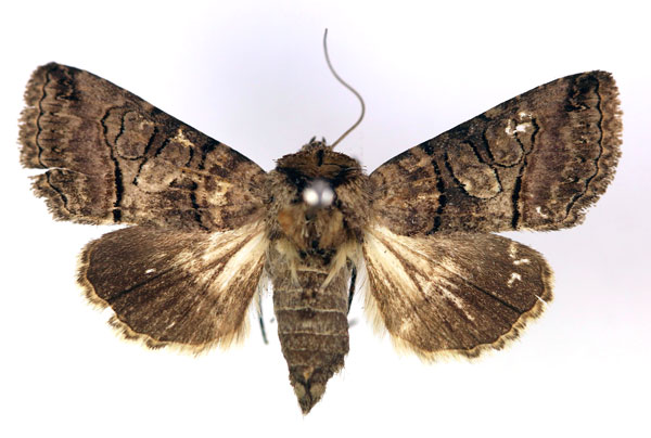 /filer/webapps/moths/media/images/T/triopis_Abrostola_A_RMCA.jpg