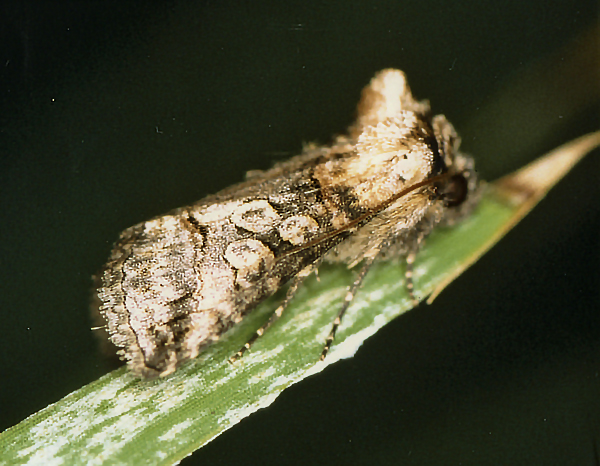 /filer/webapps/moths/media/images/T/triopis_Abrostola_A_Roland_01.jpg