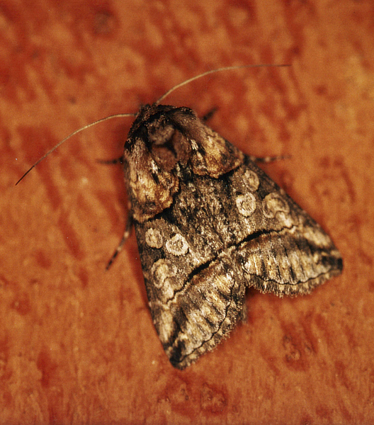 /filer/webapps/moths/media/images/T/triopis_Abrostola_A_Roland_01_PgcZIKb.jpg