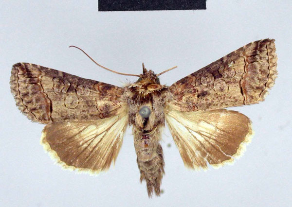 /filer/webapps/moths/media/images/T/triopis_Abrostola_A_ZMHB.jpg