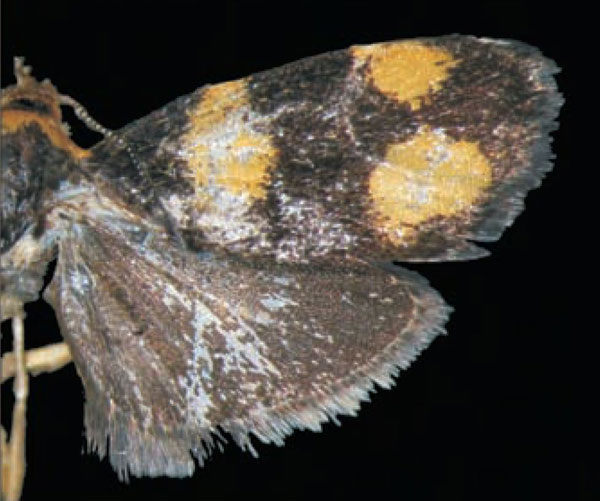 /filer/webapps/moths/media/images/T/triorbis_Coccothera_HT_Trematerra.jpg