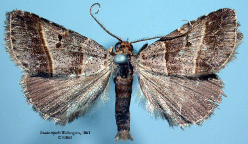 /filer/webapps/moths/media/images/T/tripalis_Bocula_AM_SNHM_01.jpg