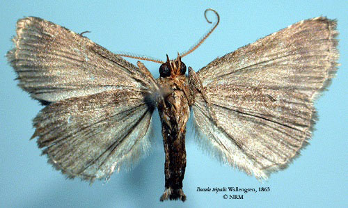 /filer/webapps/moths/media/images/T/tripalis_Bocula_AM_SNHM_02.jpg