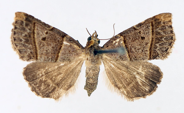 /filer/webapps/moths/media/images/T/tripalis_Plecoptera_AF_TMSA_01.jpg
