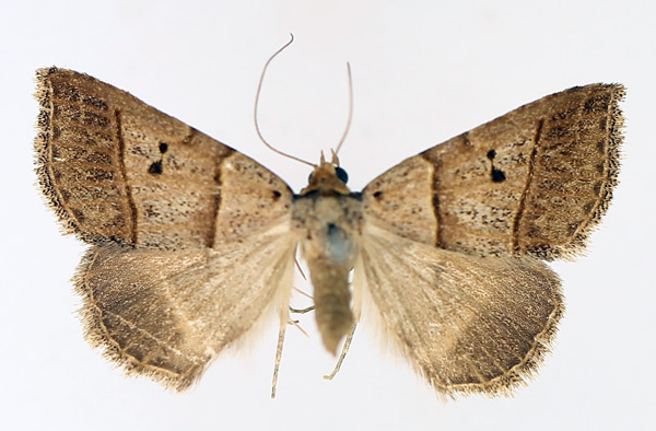 /filer/webapps/moths/media/images/T/tripalis_Plecoptera_AF_TMSA_02.jpg