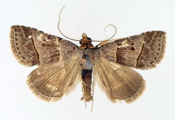 /filer/webapps/moths/media/images/T/tripalis_Plecoptera_AM_TMSA_01.jpg