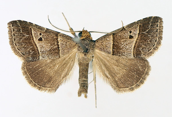 /filer/webapps/moths/media/images/T/tripalis_Plecoptera_AM_TMSA_02.jpg