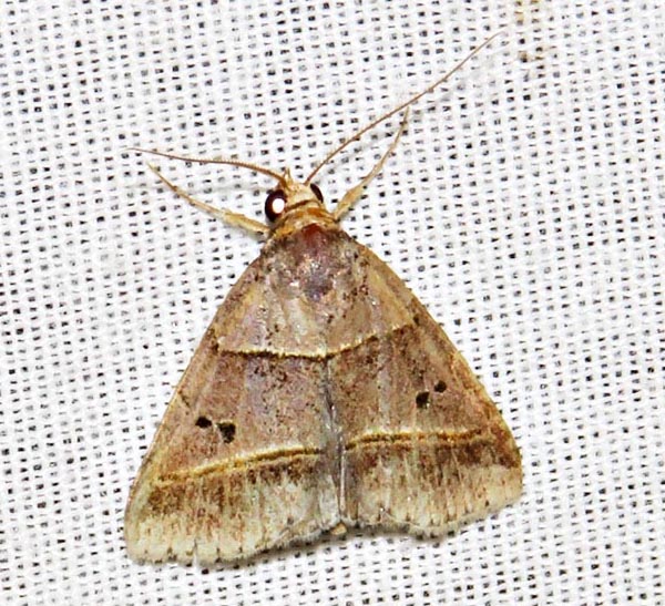 /filer/webapps/moths/media/images/T/tripalis_Plecoptera_A_Braun_07.jpg