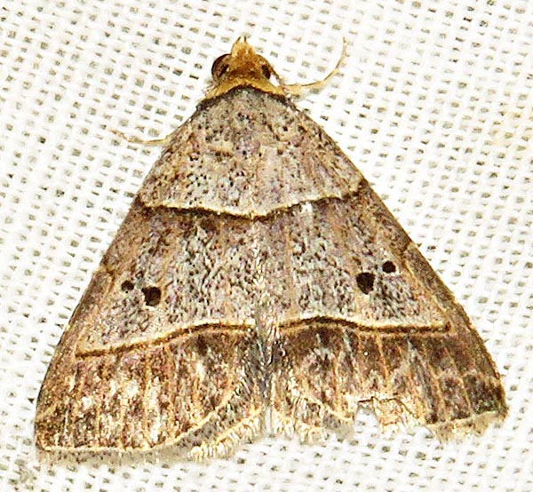 /filer/webapps/moths/media/images/T/tripalis_Plecoptera_A_Braun_08.jpg