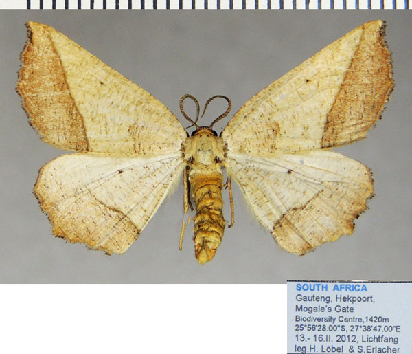 /filer/webapps/moths/media/images/T/tripartita_Drepanogynis_AF_ZSM.jpg