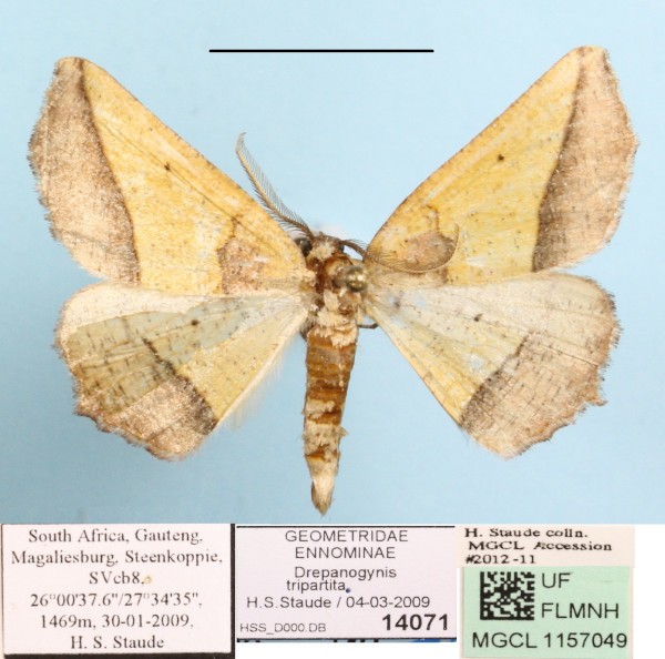 /filer/webapps/moths/media/images/T/tripartita_Drepanogynis_A_MGCLa_01.JPG
