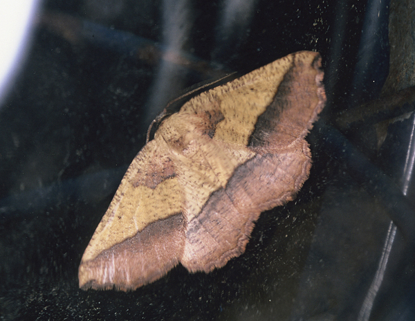 /filer/webapps/moths/media/images/T/tripartita_Drepanogynis_A_Roland_05.jpg