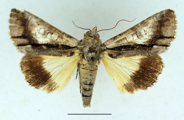 /filer/webapps/moths/media/images/T/triphaenoides_Aedia_AF_Aulombard.jpg