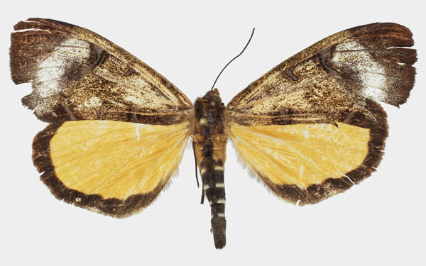 /filer/webapps/moths/media/images/T/triphaenoides_Metagarista_AF_Basquina.jpg