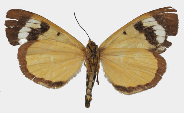 /filer/webapps/moths/media/images/T/triphaenoides_Metagarista_AF_Basquinb.jpg