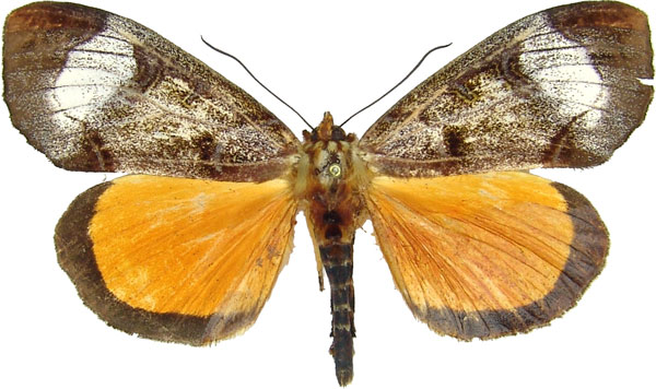 /filer/webapps/moths/media/images/T/triphaenoides_Metagarista_AM_MCJM.jpg