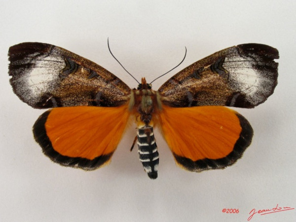 /filer/webapps/moths/media/images/T/triphaenoides_Metagarista_A_Alberta_01.jpg