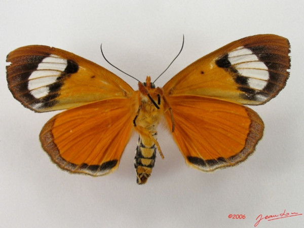 /filer/webapps/moths/media/images/T/triphaenoides_Metagarista_A_Albertb_01.jpg