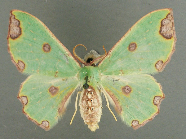 /filer/webapps/moths/media/images/T/triplaga_Victoria_AF_TMSA_01.jpg