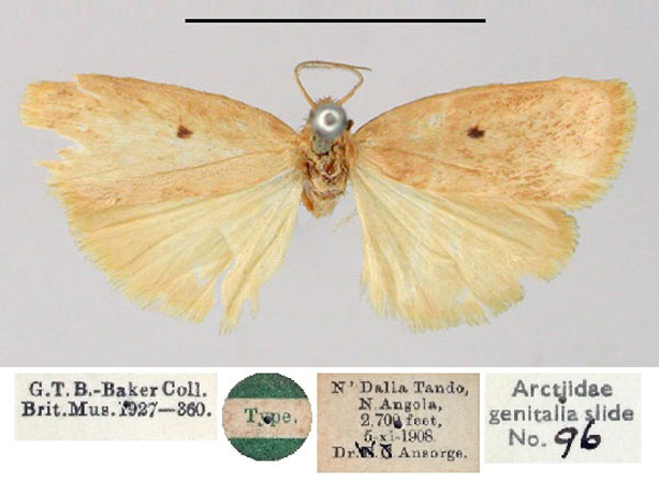 /filer/webapps/moths/media/images/T/triplaiola_Ilema_HT_BMNH.jpg