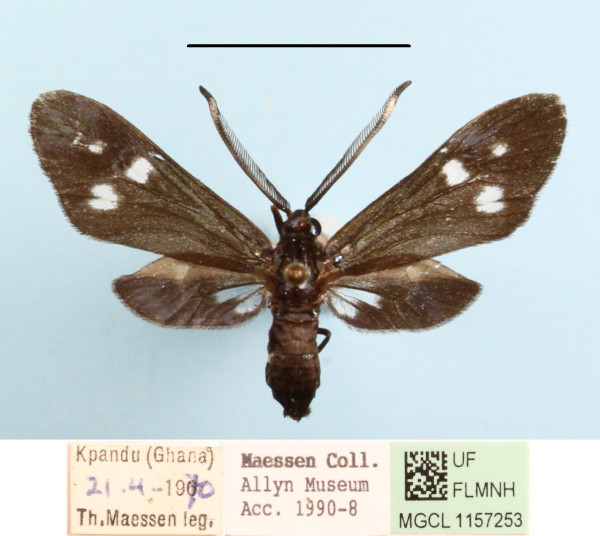 /filer/webapps/moths/media/images/T/triplex_Syringura_A_MGCLa_01.JPG