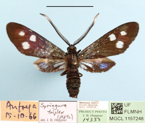 /filer/webapps/moths/media/images/T/triplex_Syringura_A_MGCLa_02.JPG