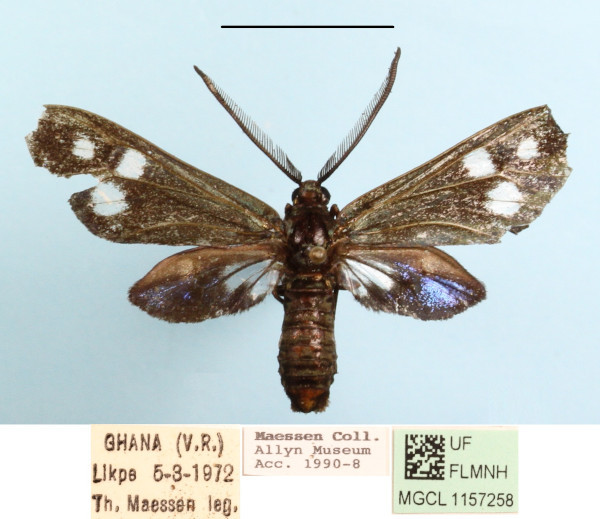/filer/webapps/moths/media/images/T/triplex_Syringura_A_MGCLa_03.JPG