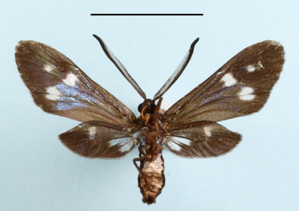 /filer/webapps/moths/media/images/T/triplex_Syringura_A_MGCLb_01.JPG